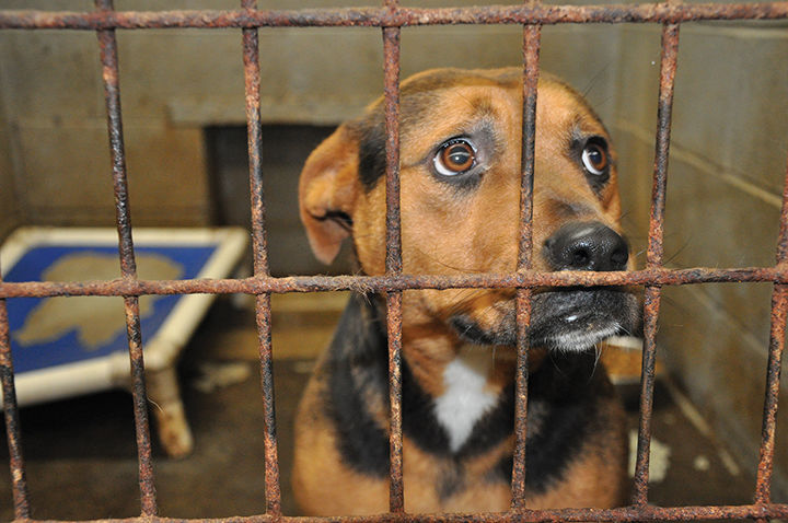 2-8 Animal Shelter.jpg